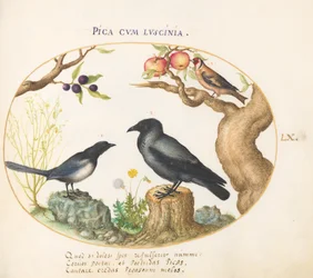 Plato 60: Urraca, cuervo y jilguero