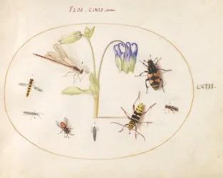 Placa 63: Una libélula, un escarabajo de cuernos largos, un escarabajo sepulturero y otros insectos con una aguileña azul y blanca