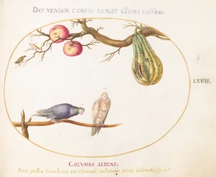 Plato 67: Dos palomas bajo una calabaza y manzanas