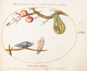 Lámina 67: Dos palomas bajo una calabaza y manzanas