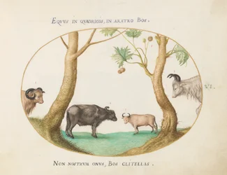 Placa 6: Una variedad de bueyes con un carnero y un búfalo de agua(?) junto a un plátano