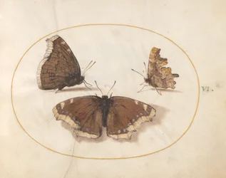 Lámina 6: Dos vistas de una mariposa de luto (Belleza de Camberwell) con una mariposa coma