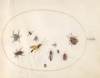 Placa 72: Chinche de escudo, chinche de canela, avispa y otros insectos