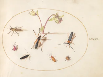 Plato 76: Insectos con una aguileña rosa y crema
