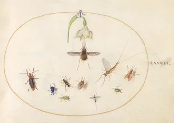 Placa 77: Polilla Colibrí con una Flor Blanca, Gorgojos Azules y Verdes, y Otros Insectos