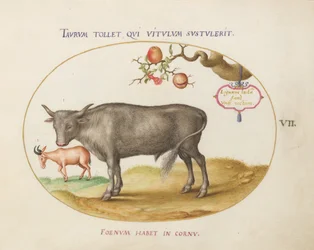 Placa 7: Un Toro y un Animal con Cuernos