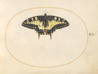 Lámina 7: Mariposa macaón