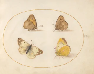 Placa 9: Mariposas marrón de pradera, guardapuertas, amarilla nublada y blanca de baño