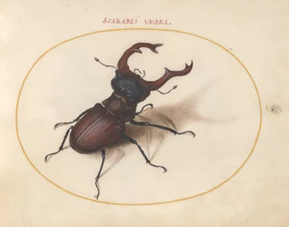 Escarabajo, c.1575-80