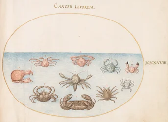 Marisco, c.1575-80