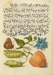 Madera moteada, Talewort, Guisante de jardín y Planta linterna