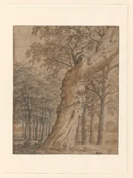 Un viejo roble en un bosque