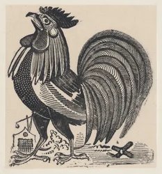Un gallo