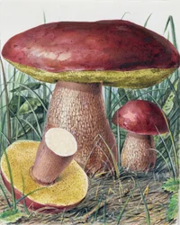 Estudio de Hongos