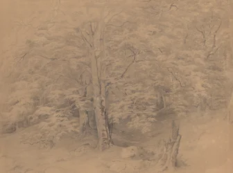 Estudio de un árbol