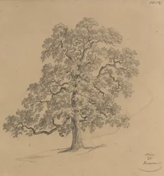 Estudio de árbol de un muro