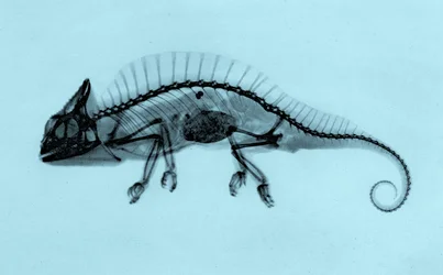 Radiografía histórica de un camaleón crestado (Trioceros cristatus) 1896 (foto)
