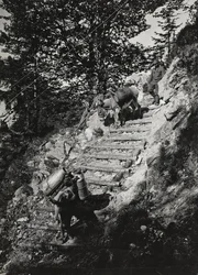 Álbum "Meine weltkriegs - Erinnerungen South-West Front (Carintia, Italia, Tirol del Sur) 31/03/1915-12/11/1918 - Josef Zohles Wien": mulas del ejército en una pendiente