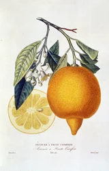 Citrus: planta de naranjo con flor. "Naranjo con fruto conífero; Arancio a frutto coniferous": Naranja entera y rodaja de naranja. Cuadro botánico extraído del libro "Historia natural de los naranjos" de Joseph Antoine Risso y Pierre Antoine Poiteau.