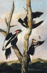 Pájaros carpinteros de pico de marfil