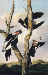 Pájaros carpinteros de pico de marfil, ca. 1830-31