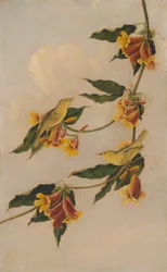 Curruca rabilarga