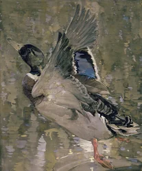 Pato levantando el vuelo