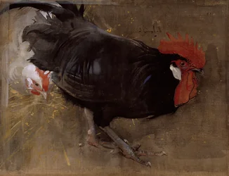 El gallo negro