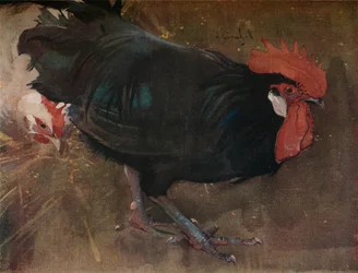 El gallo negro, hacia 1894
