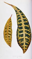 Croton leaf variegata. Tabla botánica en "Plantas con follaje colorido. Colección de las especies más notables utilizadas para decorar jardines, invernaderos y apartamentos, por Edward Joseph Lowe y W. Howard, miembros de la Sociedad de Horticultura de Lon