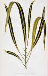 Croton leaf variegatum angustifolium. Tabla botánica en "Plantas con follaje colorido. Colección de las especies más notables utilizadas para decorar jardines, invernaderos y apartamentos, por Edward Joseph Lowe y W. Howard, miembros de la London Horticult
