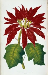 Flor y hojas de Poinsettia Pulcherrima. Tabla botánica en "Plantas de follaje colorido. Colección de las especies más notables utilizadas para decorar jardines, invernaderos y apartamentos, por Edward Joseph Lowe y W. Howard, miembros del London Hort