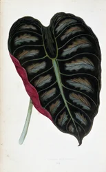 Hoja de Alocasia metallica. Tabla botánica en "Plantas con follaje coloreado. Colección de las especies más notables utilizadas para decorar jardines, invernaderos y apartamentos, por Edward Joseph Lowe y W. Howard, miembros de la London Horticulture Socie