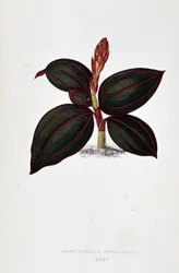 Hoja de Anoectochilus Rubro Venia.