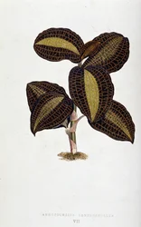 Hoja de Anoectochilus Xantophyllus. Tabla botánica en "Plantas con follaje colorido.