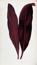 Hoja de Dracaena ferrea en "Plants with colorful foliage. Colección de las especies más notables utilizadas para decorar jardines, invernaderos y apartamentos, por Edward Joseph Lowe y W. Howard, miembros de la London Horticulture Society. Traducido del in