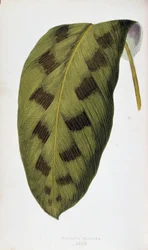 Hoja de Maranta Pardina. Tabla botánica en "Plantas con follaje colorido. Colección de las especies más notables utilizadas para decorar jardines, invernaderos y apartamentos, por Edward Joseph Lowe y W. Howard, miembros de la London Horticulture Society. 