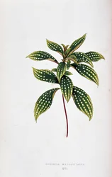 Hoja de Sonerila margaritacea. Tabla botánica en "Plantas de follaje colorido. Colección de las especies más notables utilizadas para decorar jardines, invernaderos y apartamentos, por Edward Joseph Lowe y W. Howard, miembros de la London Horticulture Soci