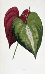 Hojas de ñame en 2 colores (Dioscorea discolor). Tabla botánica en "Plantas con follaje colorido. Colección de las especies más notables utilizadas para decorar jardines, invernaderos y apartamentos, por Edward Joseph Lowe y W. Howard, miembros del London 