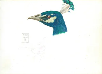 Cabeza de un pavo real, 11 IX, 1900
