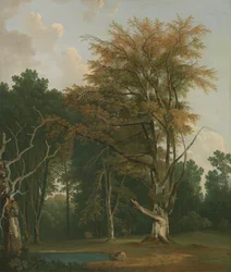 Árboles en un claro del bosque