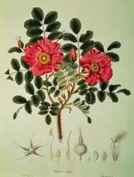 Rosa rugosa, de 