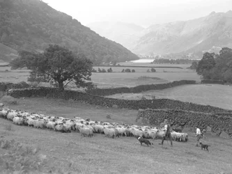 Un granjero, un niño y dos perros pastorean un rebaño de ovejas por un campo, con un lago y unas colinas de fondo.