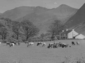 Un granjero conduce su tractor a través de un campo con vacas, un edificio agrícola y bosques de fondo.