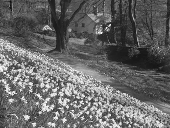 Una multitud de narcisos en una ladera, al fondo hay edificios