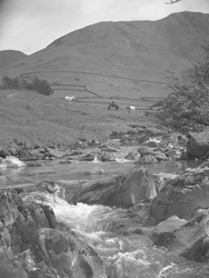 Vista de un caballo y dos vacas pastando cerca de un arroyo con los fells al fondo.
