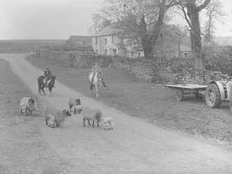 Una vista de ovejas, corderos, dos niños en ponis, tractor y remolque y edificio