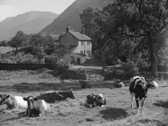 Vacas tumbadas en el campo cerca del camino y Gillerthwaite House con las colinas al fondo.