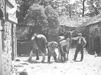 Herrador herrando caballo