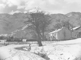 Gansos en primer plano junto a un pequeño arroyo con el suelo cubierto de nieve alrededor y edificios al fondo.